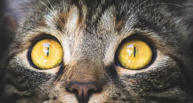 I gatti comunicano attraverso 276 espressioni facciali: lo studio universitario