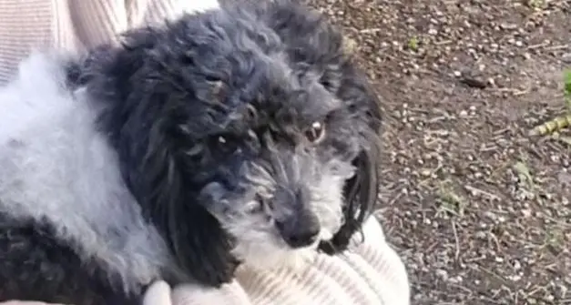 Ritrovato Benson, il cane da pet-therapy che si era perso a Trento