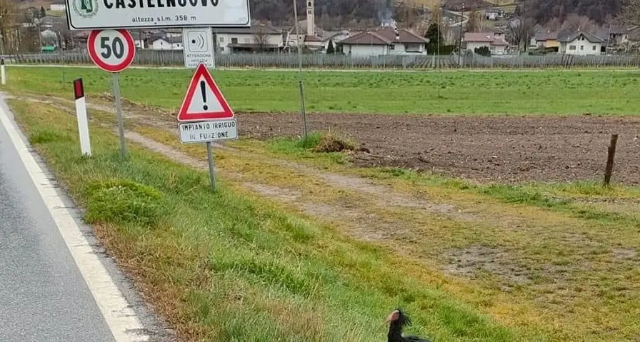 Bentornati ibis eremiti, Agada e Paride in Valsugana si trovano bene, l’appello: «Non avvicinateli, lasciateli tranquilli»