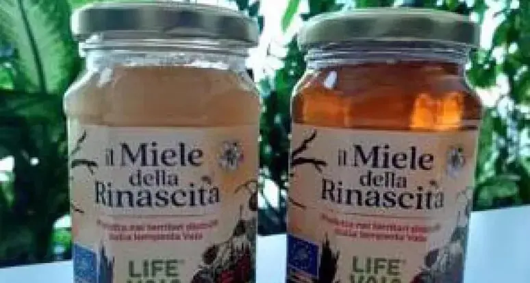 “Il miele della rinascita” nei boschi feriti dalla tempesta Vaia