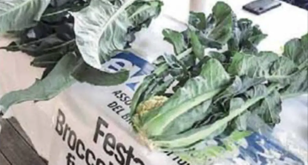 Broccolo in calo del 50 per cento, niente festa: “Non ci sono le condizioni”