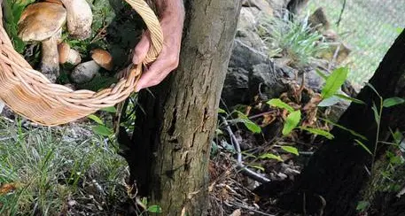 Scomparso da due giorni nei boschi sopra Pellizzano, era uscito per cercare funghi