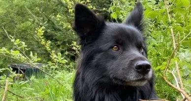 Rambo, il cane da pastore ucciso da una fucilata? Il padrone indaga ed è pronto a fare denuncia