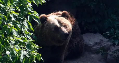 Orso morto sul monte Peller, Lav: “Trasferirlo all’Istituto Zooprofilattico per l’autopsia”
