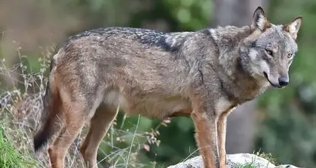 Animalisti contro la Provincia: “Il lupo vicino alla scuola a Pera di Fassa, dimostra che manca la prevenzione”