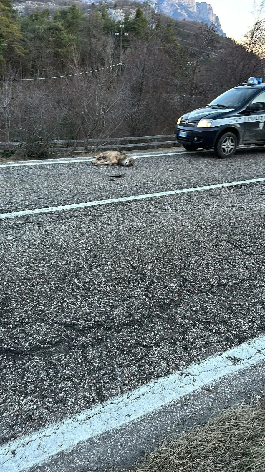 Valle dei Laghi, un lupo travolto da una macchina: l’animale è morto