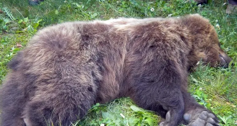 Non solo l'orsa F36 è stata uccisa con una fucilata, ma è stata \"rasata\" per non lasciare tracce