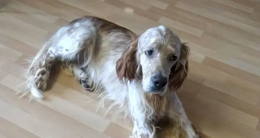 Il cane manca da un anno, ma il suo padrone lo cerca ancora: «Chi ce l'ha, sappia che non smettiamo»