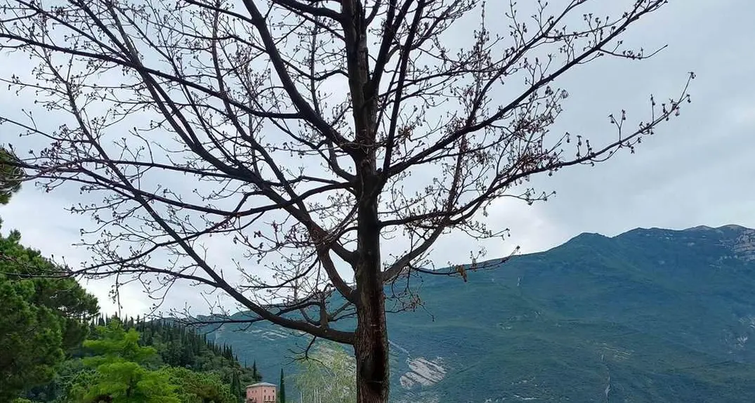Riva del Garda: il killer degli alberi continua a colpire