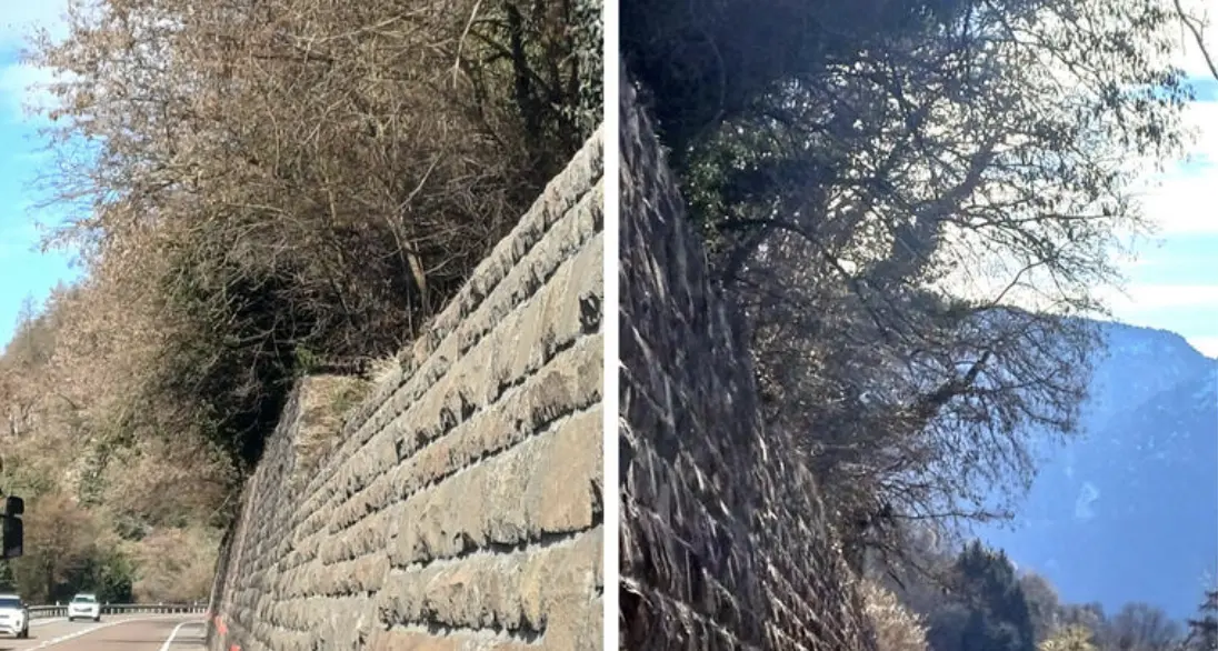 Taglio degli alberi nel tratto della SS47 tra San Cristoforo e Levico, Zanella (Pd) chiede spiegazioni