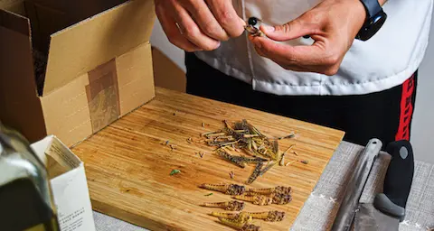 Volete provare a mangiare grilli, tarme e larve? Giovedì andate al Muse, c’è uno chef che ve li cucina