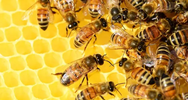 Campi di fiori e \"hotel\" per tutelare le api in Trentino Capofila il Parco Adamello Brenta