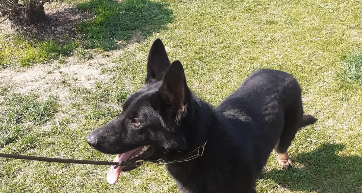I due nuovi cani antidroga della Polizia Locale di Trento stanno andando \"a scuola\" a Milano