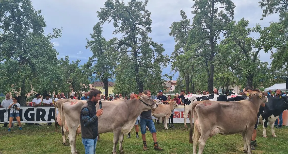 Costi di produzione sempre più alti, allevatori della Val di Non in ansia: “Non abbandonateci”