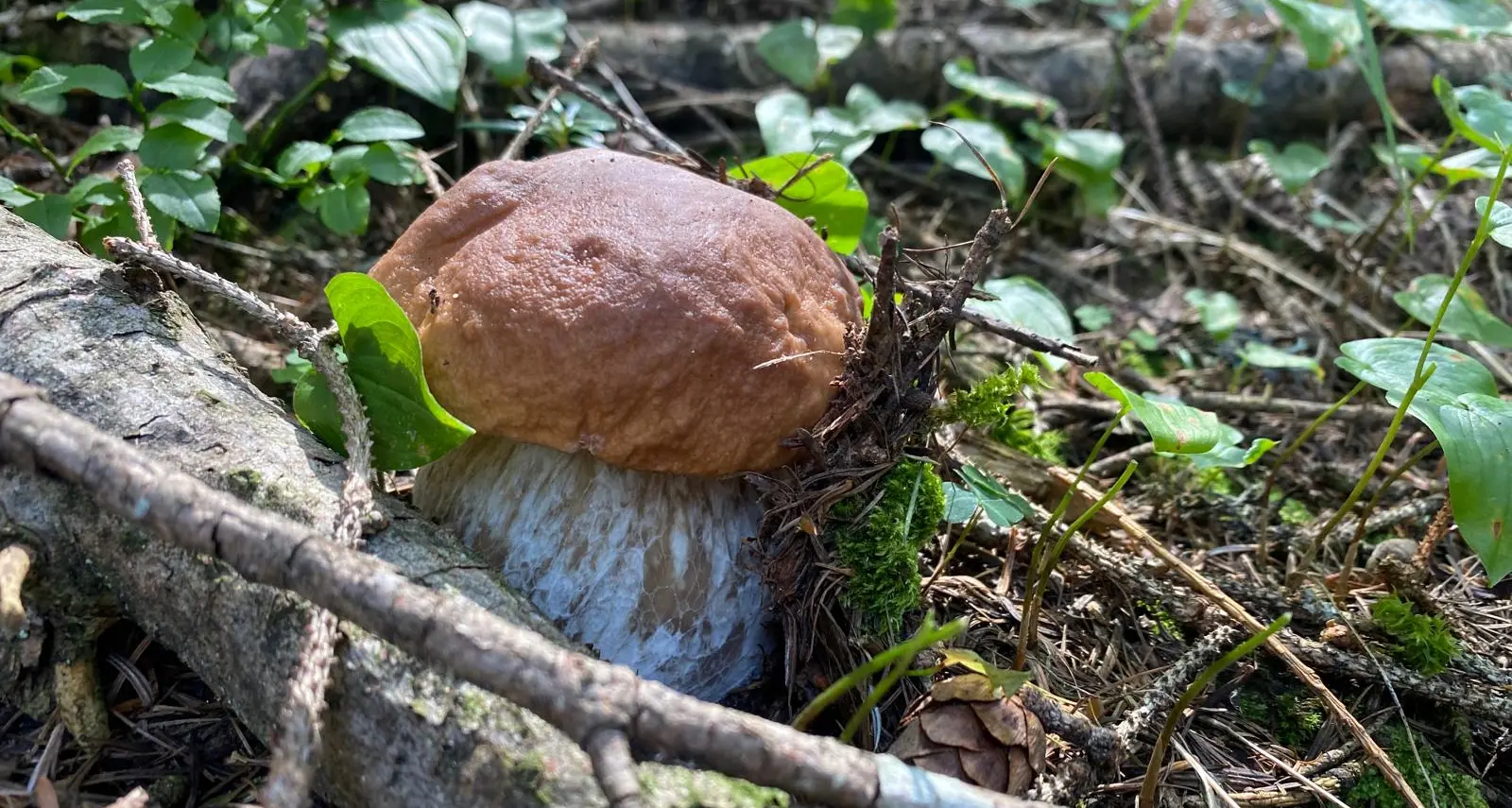 Pochi funghi, e non si capisce il perché, i micologi aspettano ancora la \"buttata giusta\" di agosto