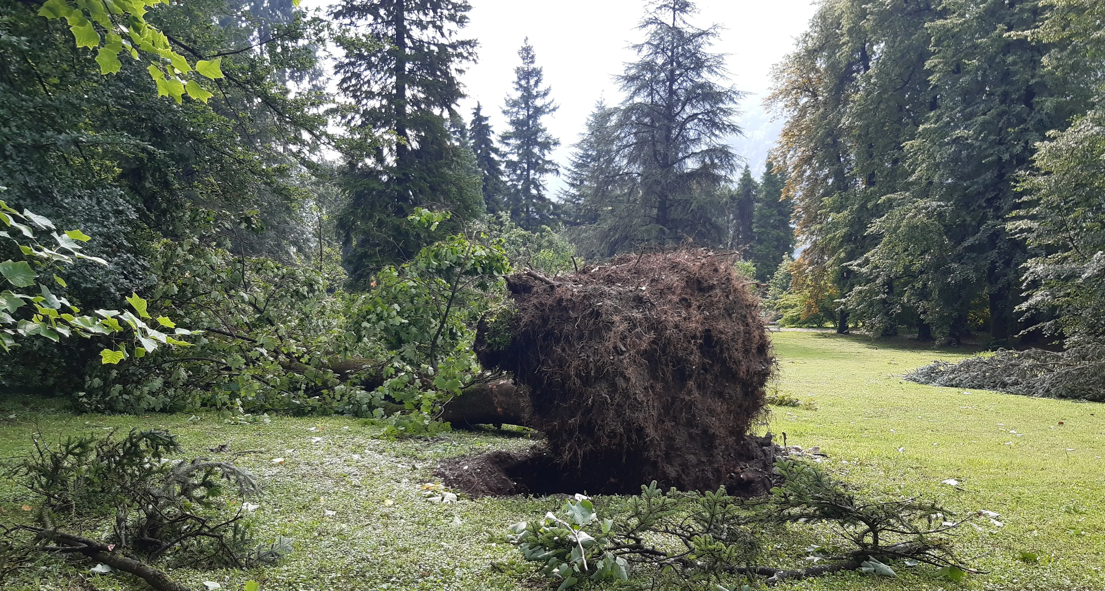 Roncegno devastata dalla tromba d’aria: un albero cade su villa Waiz ed entra nella sala ricreativa (per fortuna deserta)