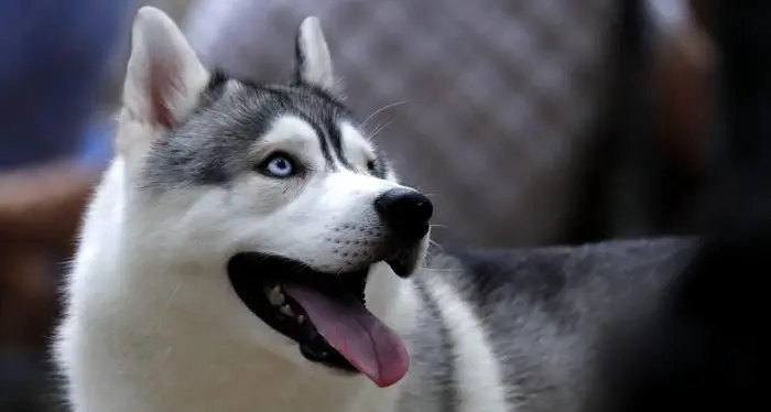 Cane pericoloso, il sindaco Franco Ianeselli firma un’ordinanza. Ecco cosa rischia la proprietaria se non la rispetta