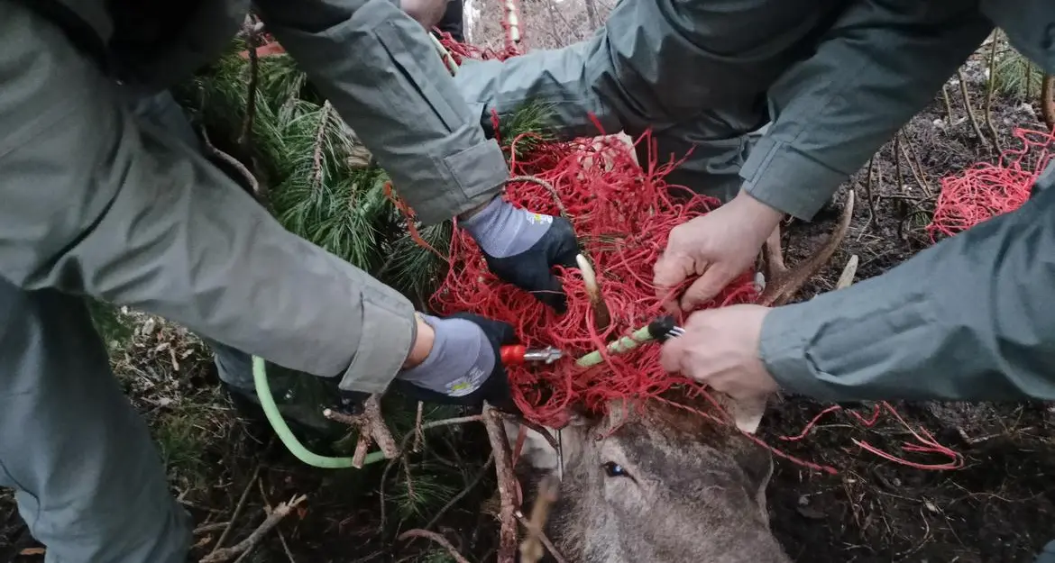 Monte Terlago, salvato dal Corpo forestale del Trentino un cervo impigliato con il palco in una rete