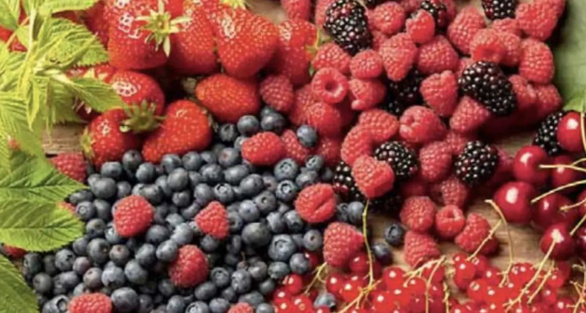 Sant'Orsola: piccoli frutti, grandi guadagni. Nel 2023 registrato un fatturato di 65 milioni