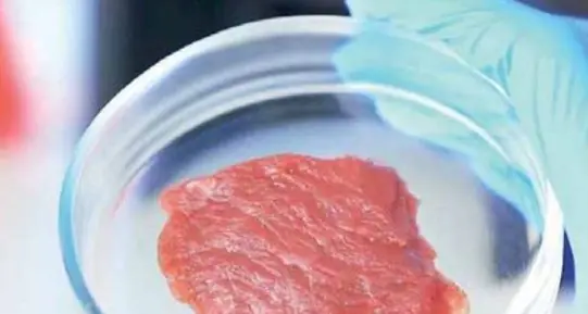 La sfida della “carne coltivata”: «È un prodotto sostenibile ed etico»