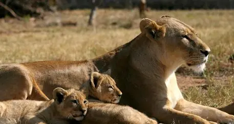Il Sudafrica vieta di allevare leoni per la caccia