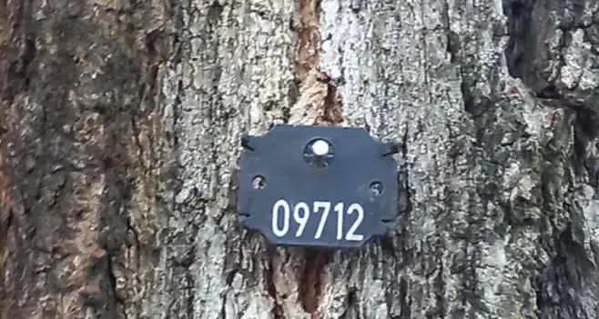 Pubblicato il censimento degli alberi sul territorio comunale di Trento: il genere più rappresentato è quello degli Aceri