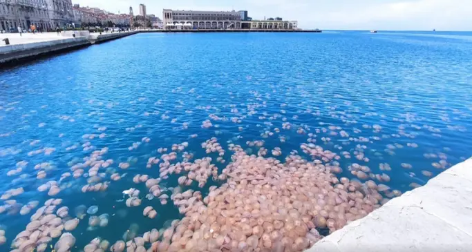 Il golfo di Trieste invaso da migliaia di meduse: fenomeno inquietante, ma gli esperti rassicurano