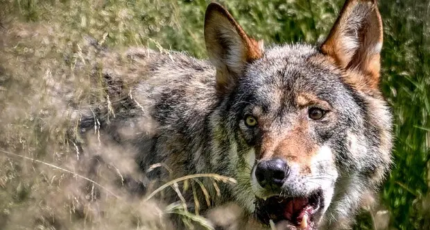 Tremila euro la taglia per chi ha sparato al lupo tra Nago e Torbole