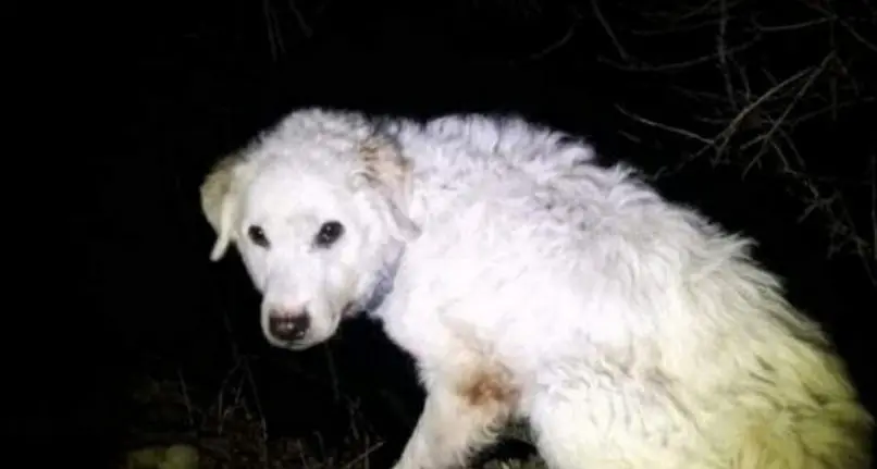 È stata ritrovata la cagnolina scomparsa in Valtellina quattro mesi fa