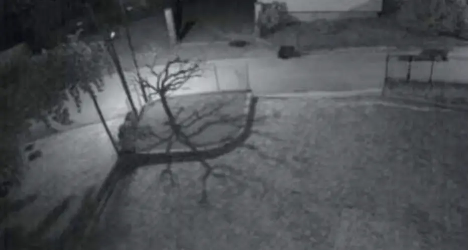 Condino, un’orsa e suoi 2 cuccioli immortalati in giardino alle 5.40: forestali allertati