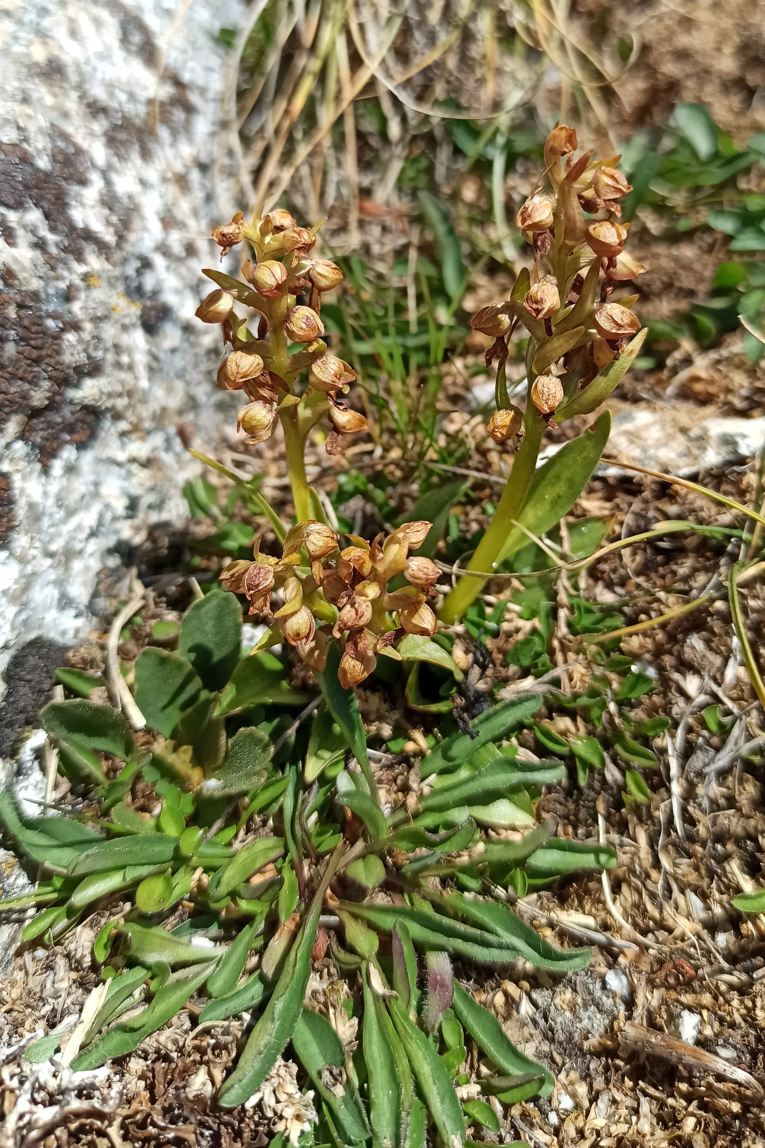 Il clima che cambia: sul ghiacciaio delle Lobbie fioriscono le orchidee (e non è una buona notizia)