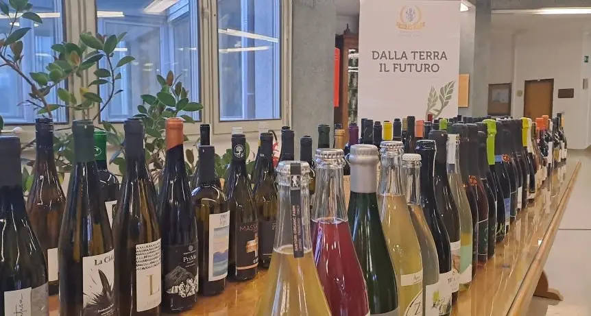 Orange, spumante, passito, bianco o rosso, i vini Piwi sono fenomenali: ecco i migliori della regione