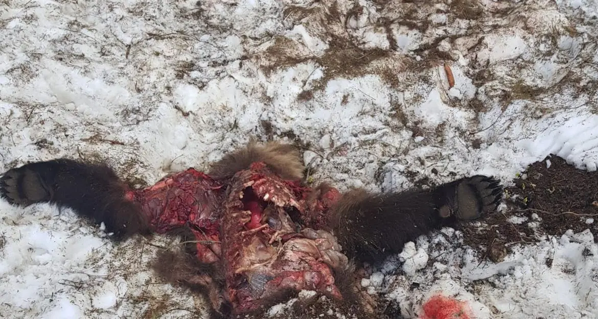 Trovato un orso morto e predato alle Viote: «Ucciso da un altro plantigrado»