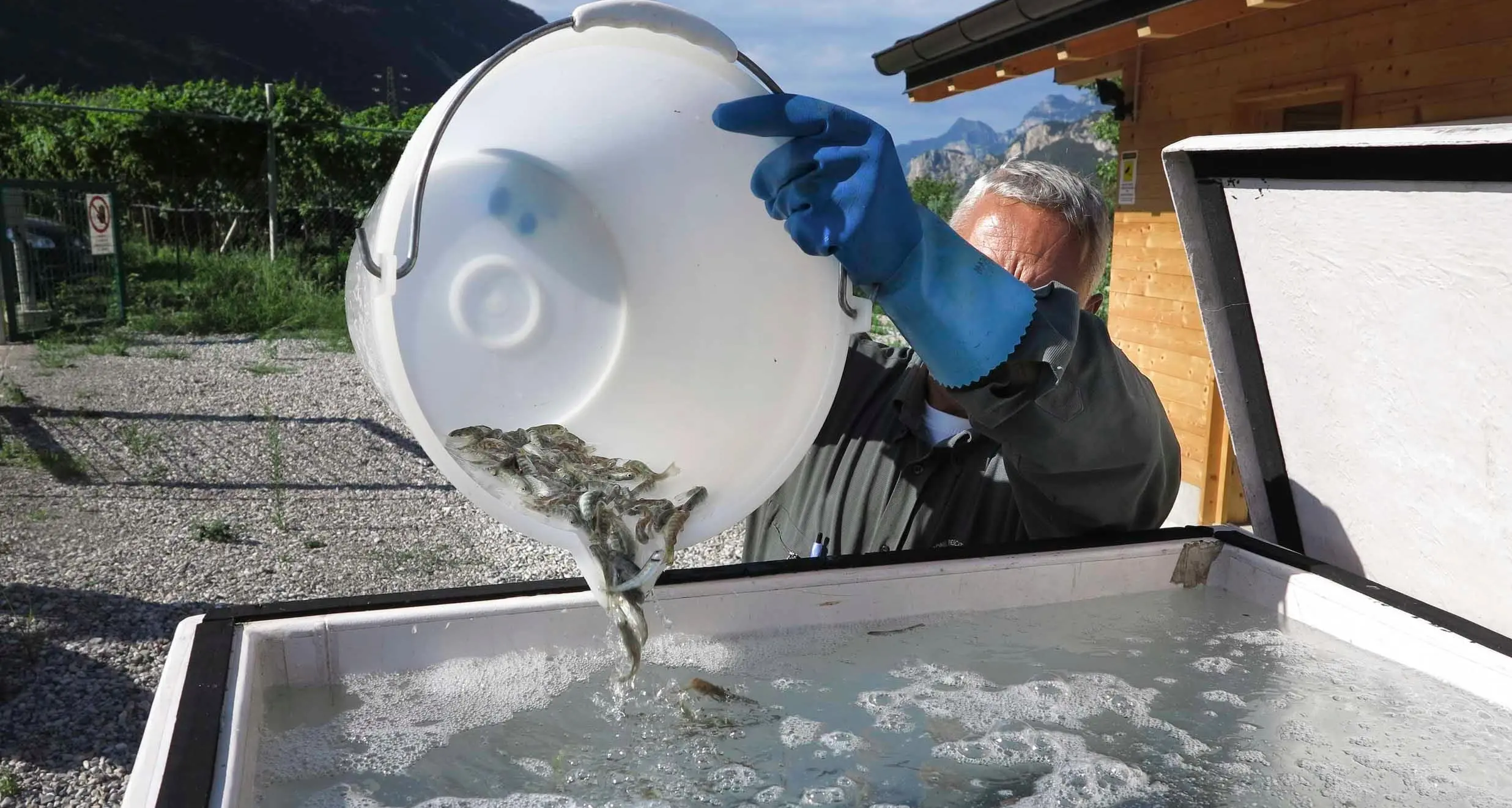 Divieto di immissione di trote nelle acque trentine, i pescatori: «questo è l'inizio dell'agonia delle associazioni pescatori»
