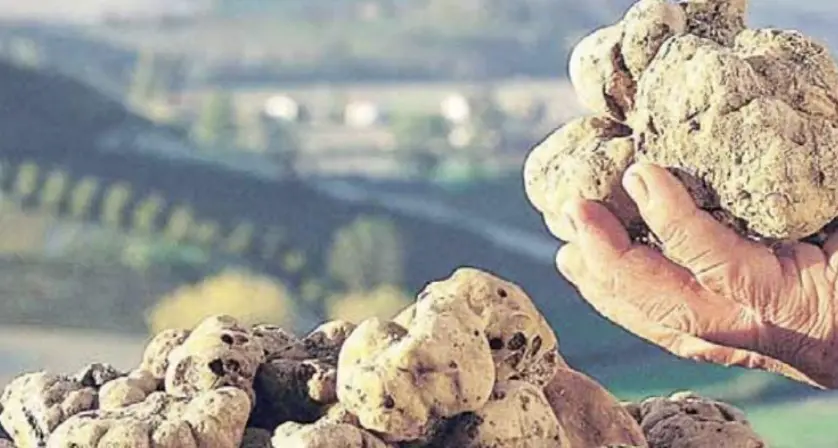 Tartufi e pistacchi dal Trentino: le curiosità emerse dal Censimento nazionale del settore