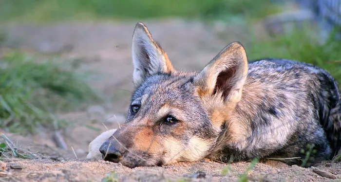 Paneveggio: trovata nella serata del 14 agosto la carcassa di un cucciolo di lupo