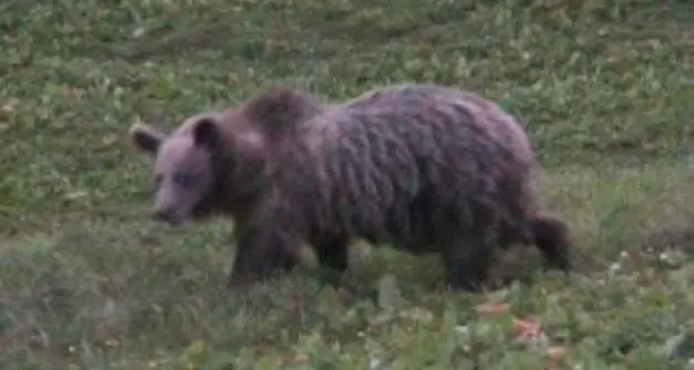 Orso, nessun esito dalle analisi genetiche sui reperti del Bleggio