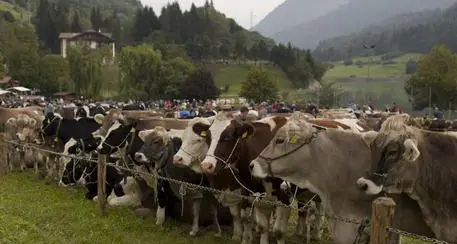 Allevatori del Trentino: “Pandemia e guerra, costi alle stella. Sempre più dura andare avanti”