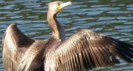 Contenimento dei cormorani, gli animalisti alla Provincia: “Stop agli abbattimenti”
