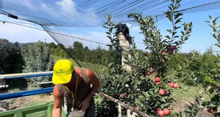 Meno mele prodotte in Europa, ma non in Trentino: ecco tutte le stime per la nuova stagione