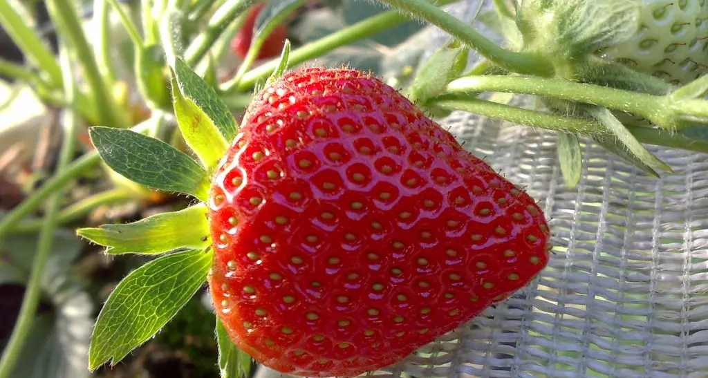 Piccoli frutti, in Trentino produzione da 12 mila tonnellate all'anno, spaventoso aumento di Drosophila