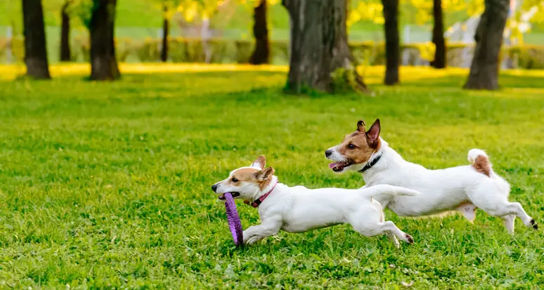 Al parco cittadino col cane senza guinzaglio: multa di 108 euro