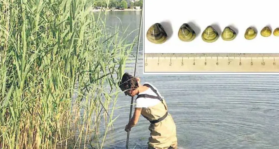 Nel lago di Caldonazzo sono comparse le \"cugine\" delle vongole