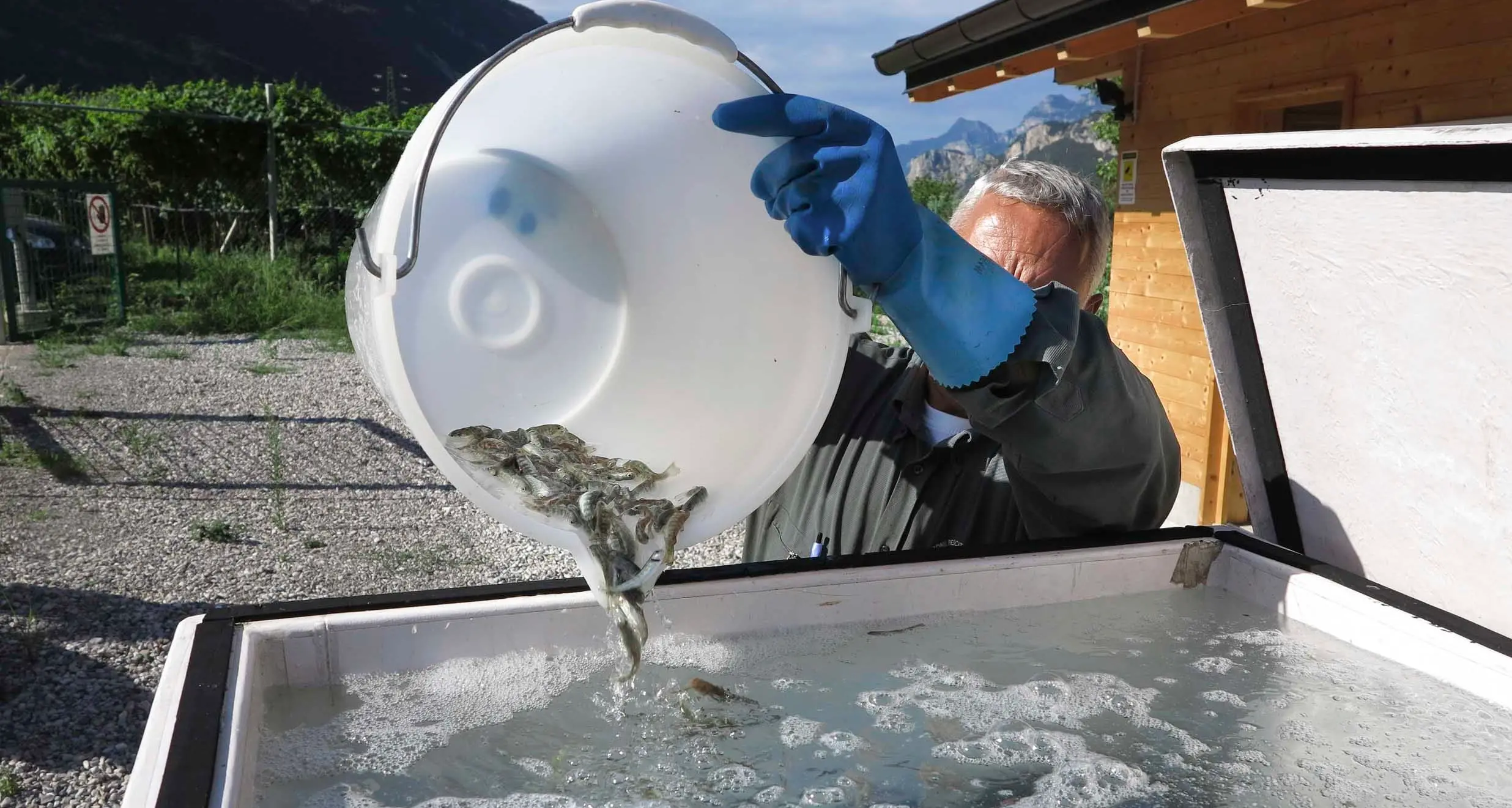 I pescatori trentini sul piede di guerra: 5,5 milioni di trote a rischio