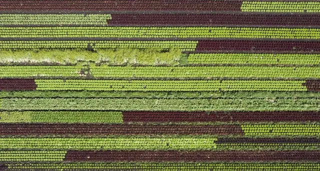 Pesticidi: Ue vuole dimezzarne l'uso entro il 2030