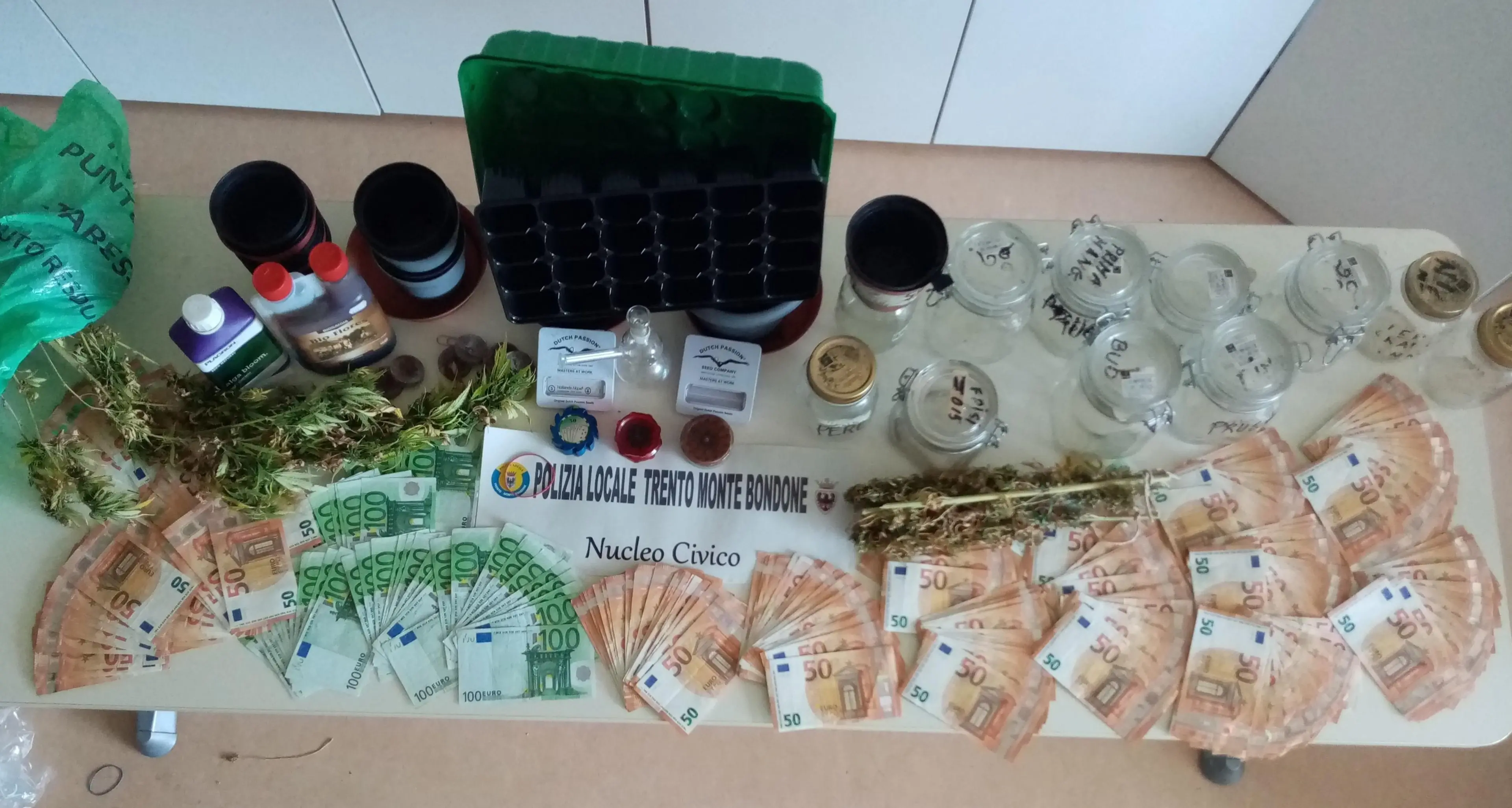 Coltiva marijuana sul Calisio, pensionato assolto: la detenzione ha fini terapeutici