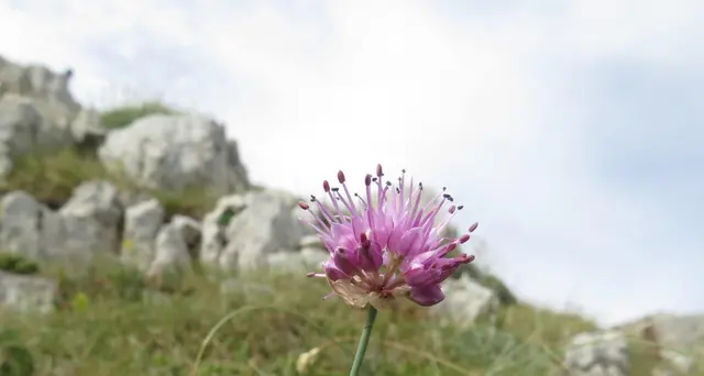Biodiversità: Pievani, Italia Paese più ricco d'Europa