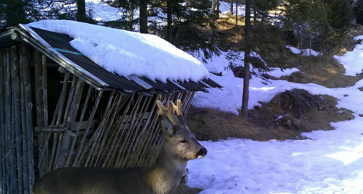 Foraggiamento, la Provincia non arretra: «Non è vietato, accolto solo in parte il ricorso delle associazioni animaliste»