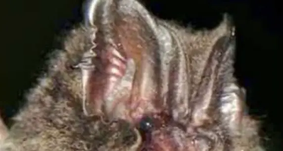 Lo studio: nel parco dello Stelvio ci sono 14 specie di pipistrelli