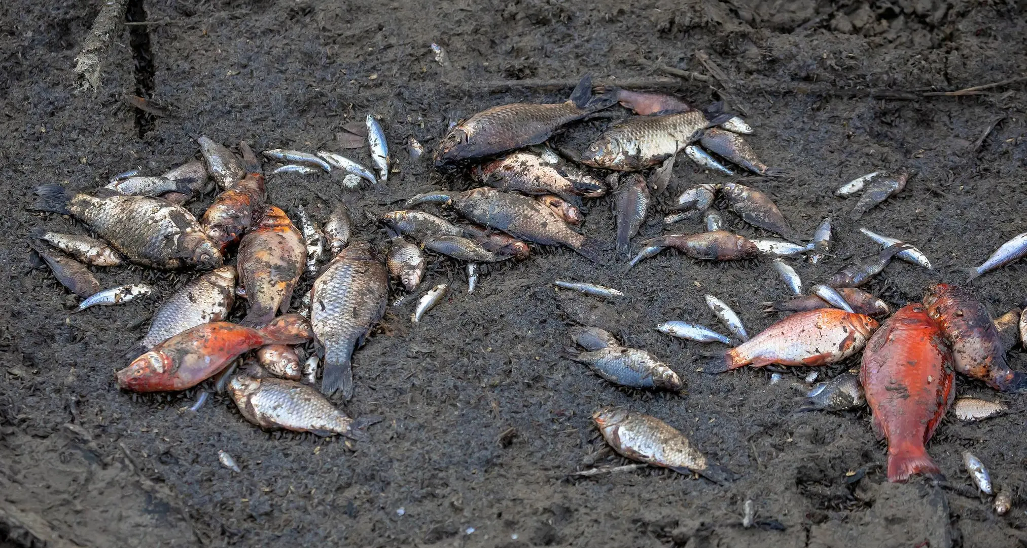 Il lago di Loppio non c'è più: siccità e caldo, tutti i pesci sono morti (ma erano pesci rossi «abusivi»)